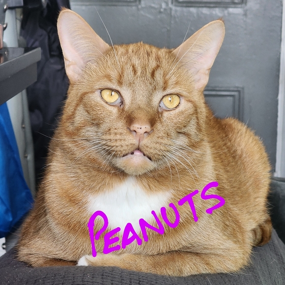 Meet your Posher, Felice - Picture 3 of 7